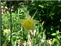 Pakujac – Aquilegia caerulea 